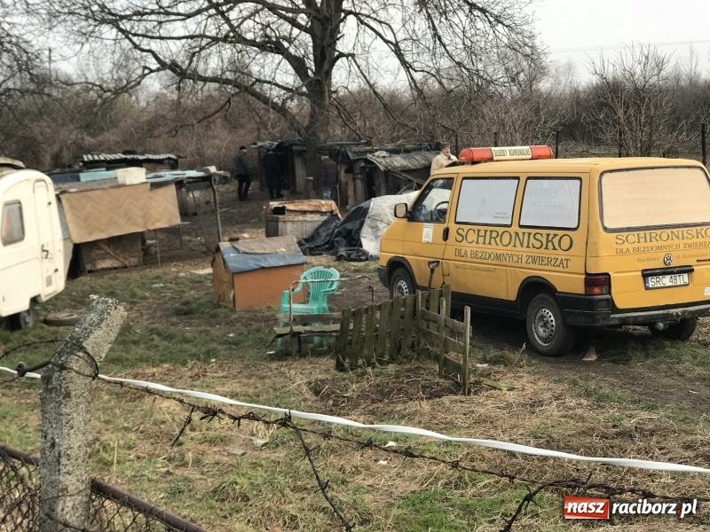 Zdjęcie w galerii na portalu naszraciborz.pl: Ponad trzydzieści owczarków w asyście policji zabrano z hodowli na Ostrogu  wiadomości z regionu