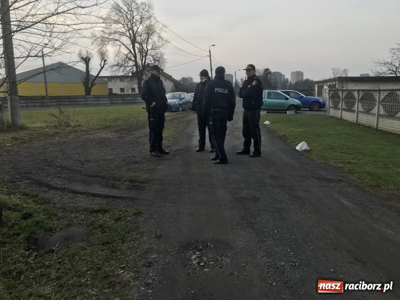 Zdjęcie w galerii na portalu naszraciborz.pl: Ponad trzydzieści owczarków w asyście policji zabrano z hodowli na Ostrogu  wiadomości z regionu