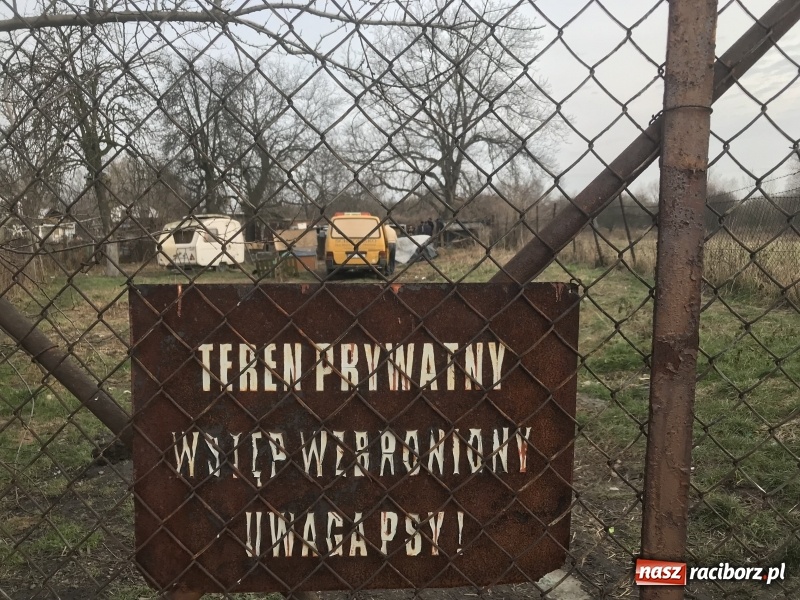 Zdjęcie w galerii na portalu naszraciborz.pl: Ponad trzydzieści owczarków w asyście policji zabrano z hodowli na Ostrogu  wiadomości z regionu