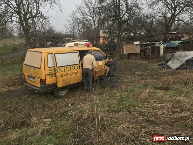 Zdjęcie w galerii na portalu naszraciborz.pl: Ponad trzydzieści owczarków w asyście policji zabrano z hodowli na Ostrogu  wiadomości z regionu