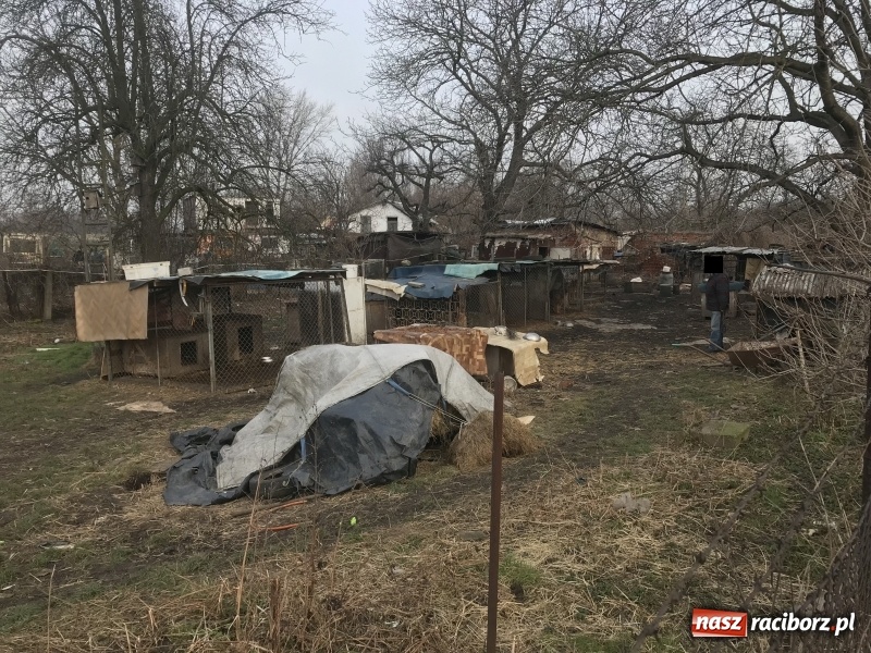Zdjęcie w galerii na portalu naszraciborz.pl: Ponad trzydzieści owczarków w asyście policji zabrano z hodowli na Ostrogu  wiadomości z regionu