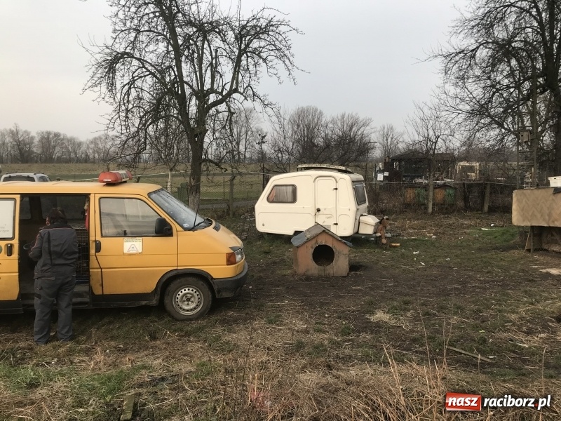 Zdjęcie w galerii na portalu naszraciborz.pl: Ponad trzydzieści owczarków w asyście policji zabrano z hodowli na Ostrogu  wiadomości z regionu