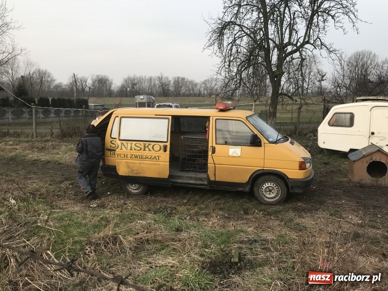 Zdjęcie w galerii na portalu naszraciborz.pl: Ponad trzydzieści owczarków w asyście policji zabrano z hodowli na Ostrogu  wiadomości z regionu