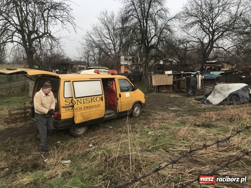Zdjęcie w galerii na portalu naszraciborz.pl: Ponad trzydzieści owczarków w asyście policji zabrano z hodowli na Ostrogu  wiadomości z regionu