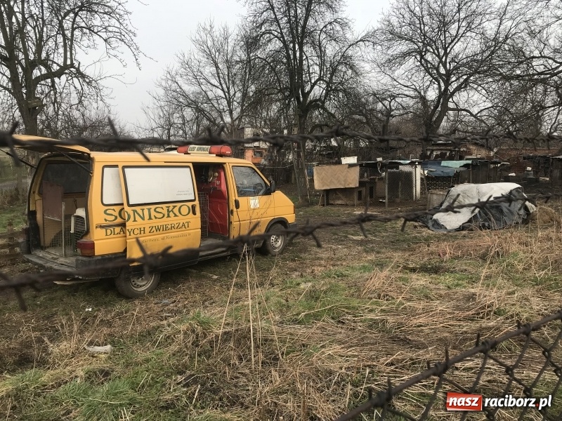Zdjęcie w galerii na portalu naszraciborz.pl: Ponad trzydzieści owczarków w asyście policji zabrano z hodowli na Ostrogu  wiadomości z regionu