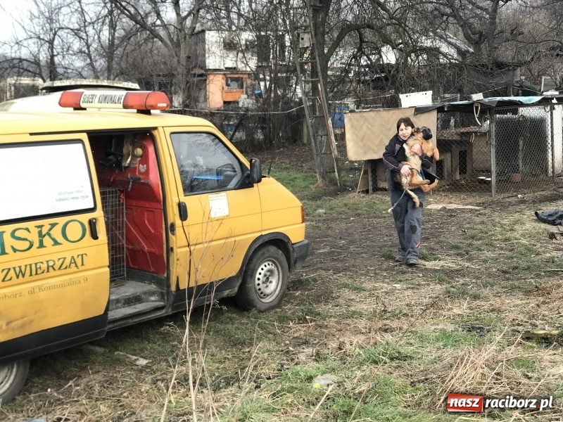Zdjęcie w galerii na portalu naszraciborz.pl: Ponad trzydzieści owczarków w asyście policji zabrano z hodowli na Ostrogu  wiadomości z regionu
