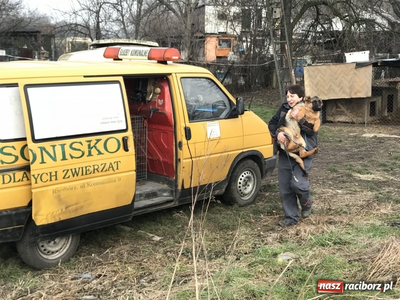 Zdjęcie w galerii na portalu naszraciborz.pl: Ponad trzydzieści owczarków w asyście policji zabrano z hodowli na Ostrogu  wiadomości z regionu