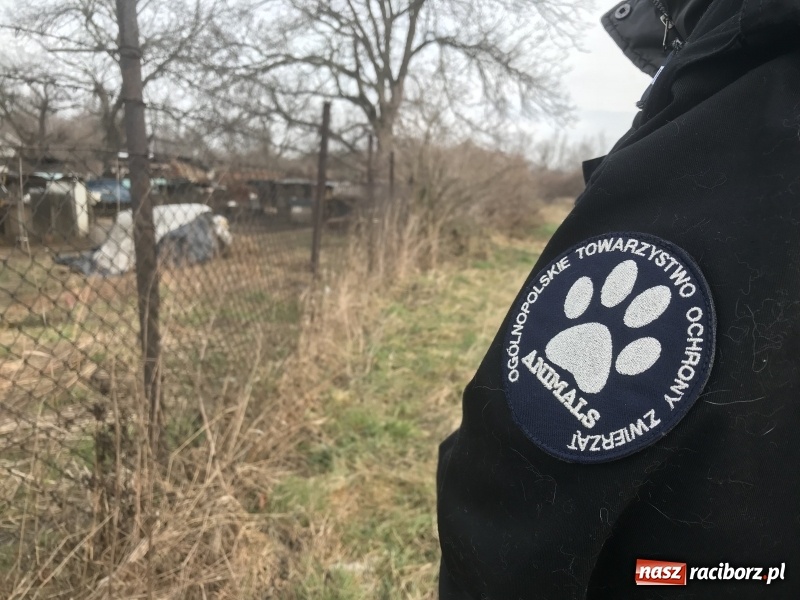 Zdjęcie w galerii na portalu naszraciborz.pl: Ponad trzydzieści owczarków w asyście policji zabrano z hodowli na Ostrogu  wiadomości z regionu