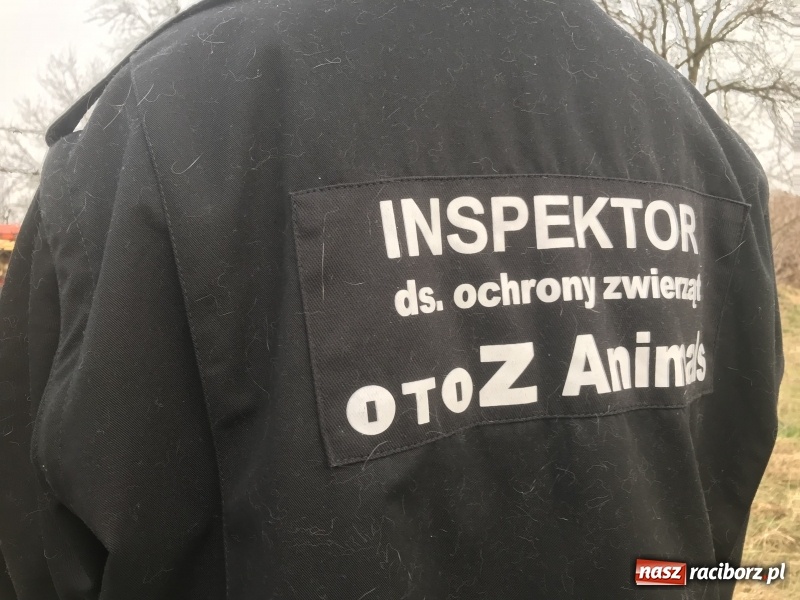 Zdjęcie w galerii na portalu naszraciborz.pl: Ponad trzydzieści owczarków w asyście policji zabrano z hodowli na Ostrogu  wiadomości z regionu