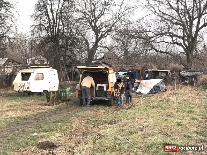 Zdjęcie w galerii na portalu naszraciborz.pl: Ponad trzydzieści owczarków w asyście policji zabrano z hodowli na Ostrogu  wiadomości z regionu