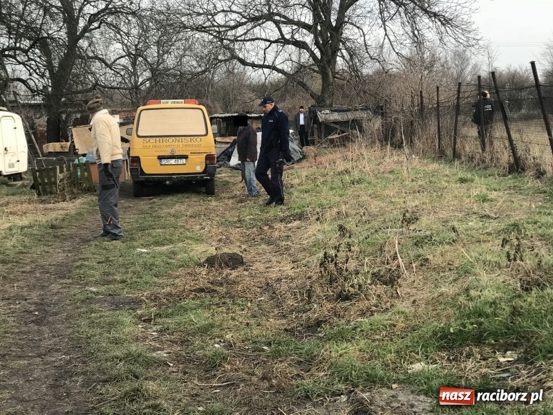 Zdjęcie w galerii na portalu naszraciborz.pl: Ponad trzydzieści owczarków w asyście policji zabrano z hodowli na Ostrogu  wiadomości z regionu