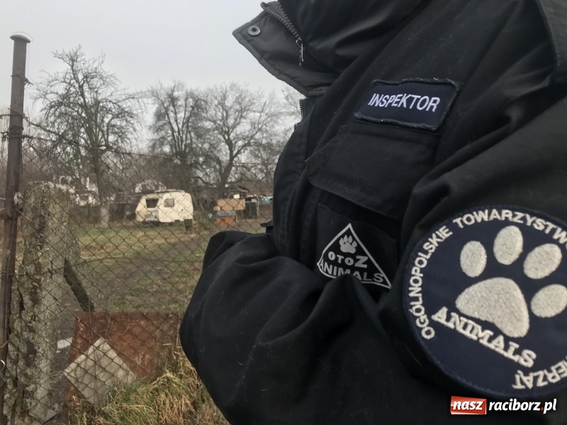 Zdjęcie w galerii na portalu naszraciborz.pl: Ponad trzydzieści owczarków w asyście policji zabrano z hodowli na Ostrogu  wiadomości z regionu