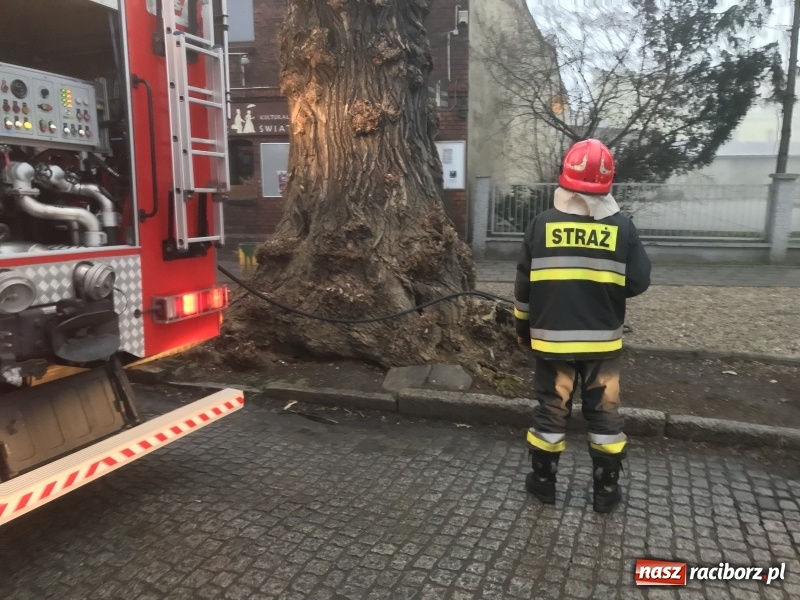 Zdjęcie w galerii na portalu naszraciborz.pl: Pożar na Końcu Świata. Strażacy oszacowali straty i podali przypuszczalną przyczynę pojawienia się ognia wiadomości z regionu