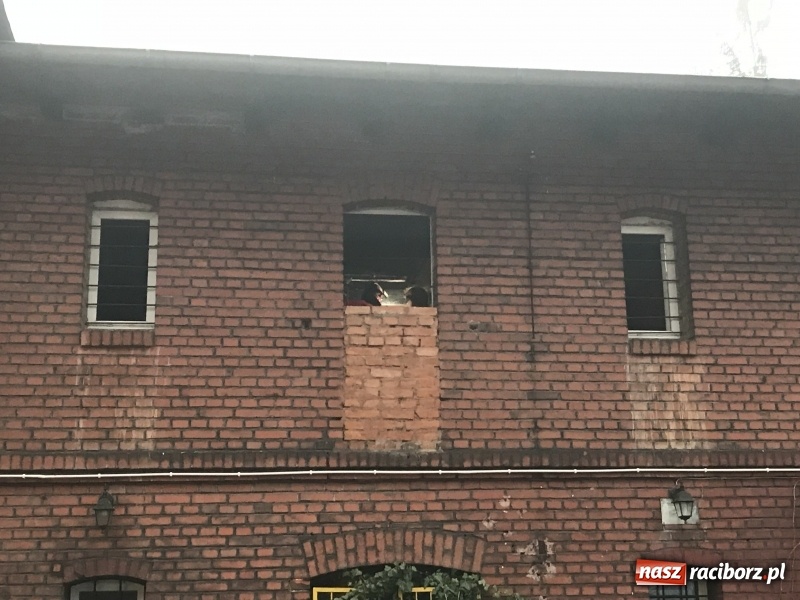 Zdjęcie w galerii na portalu naszraciborz.pl: Pożar na Końcu Świata. Strażacy oszacowali straty i podali przypuszczalną przyczynę pojawienia się ognia wiadomości z regionu