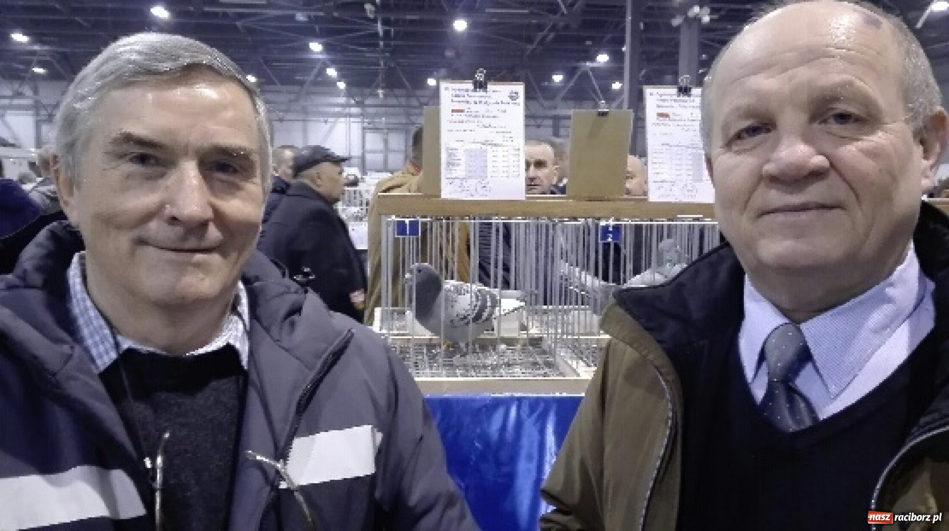 Zdjęcie w galerii na portalu naszraciborz.pl: Kolejny sukces hodowcy gołębi z Raciborza wiadomości z regionu