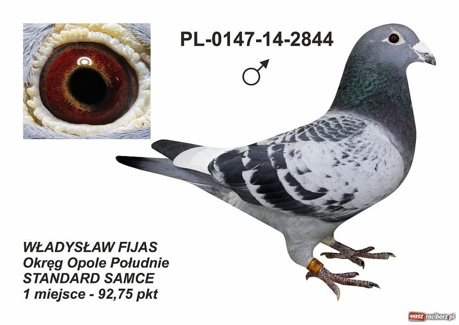 Zdjęcie w galerii na portalu naszraciborz.pl: Kolejny sukces hodowcy gołębi z Raciborza wiadomości z regionu