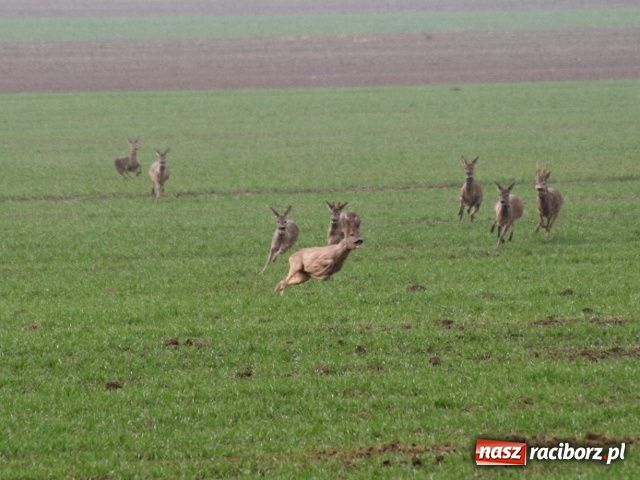 Zdjęcie w galerii na portalu naszraciborz.pl: Pogoda nie przestraszyła jeźdźców wiadomości z regionu