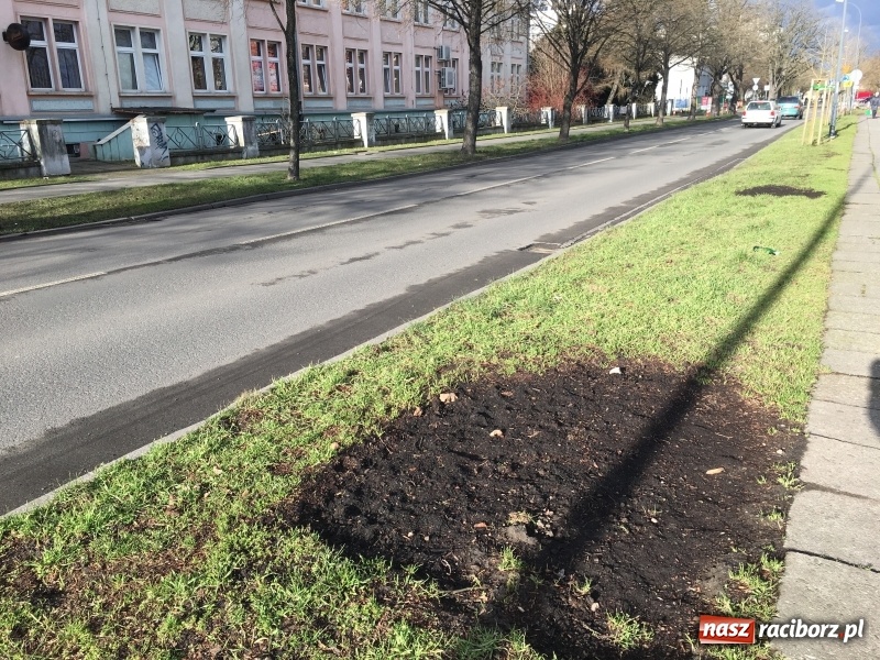 Zdjęcie w galerii na portalu naszraciborz.pl: Upływ czasu i zaniedbanie? Aleja leszczyny tureckiej na Słowackiego utraciła dawny blask wiadomości z regionu