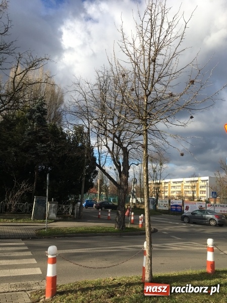 Zdjęcie w galerii na portalu naszraciborz.pl: Upływ czasu i zaniedbanie? Aleja leszczyny tureckiej na Słowackiego utraciła dawny blask wiadomości z regionu