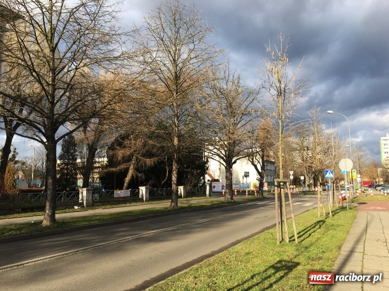 Zdjęcie w galerii na portalu naszraciborz.pl: Upływ czasu i zaniedbanie? Aleja leszczyny tureckiej na Słowackiego utraciła dawny blask wiadomości z regionu