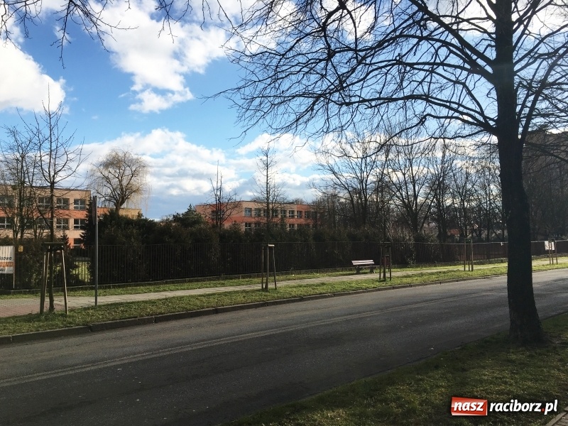 Zdjęcie w galerii na portalu naszraciborz.pl: Upływ czasu i zaniedbanie? Aleja leszczyny tureckiej na Słowackiego utraciła dawny blask wiadomości z regionu