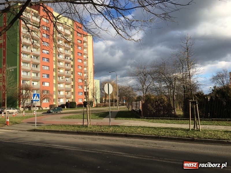 Zdjęcie w galerii na portalu naszraciborz.pl: Upływ czasu i zaniedbanie? Aleja leszczyny tureckiej na Słowackiego utraciła dawny blask wiadomości z regionu