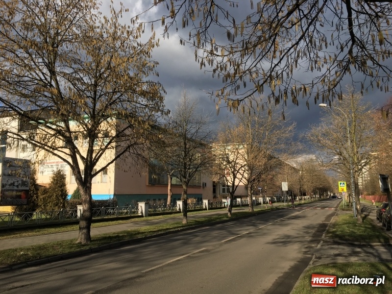 Zdjęcie w galerii na portalu naszraciborz.pl: Upływ czasu i zaniedbanie? Aleja leszczyny tureckiej na Słowackiego utraciła dawny blask wiadomości z regionu