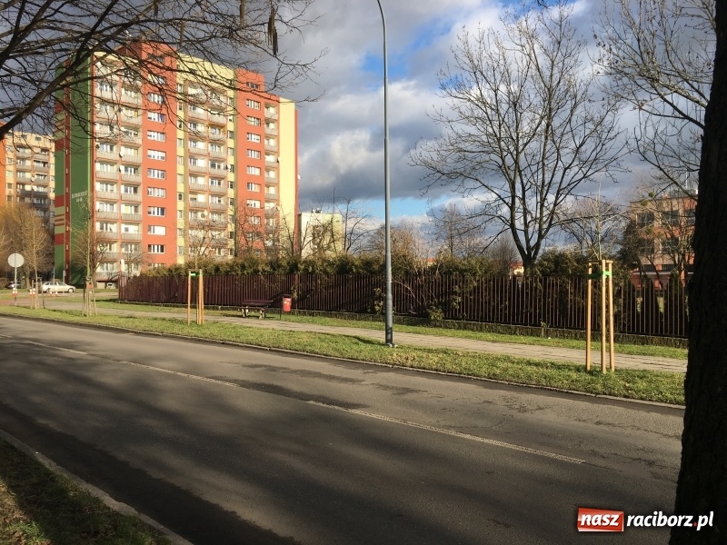 Zdjęcie w galerii na portalu naszraciborz.pl: Upływ czasu i zaniedbanie? Aleja leszczyny tureckiej na Słowackiego utraciła dawny blask wiadomości z regionu