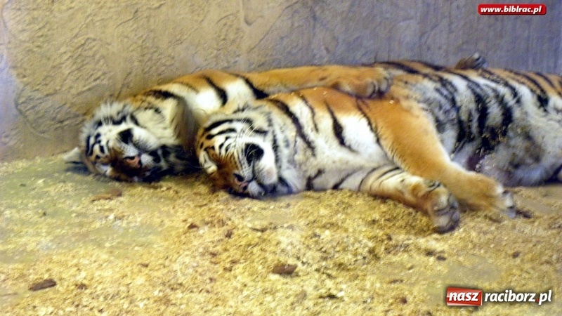 Zdjęcie w galerii na portalu naszraciborz.pl: Z wizytą w śląskim zoo – ferie z biblioteką wiadomości z regionu