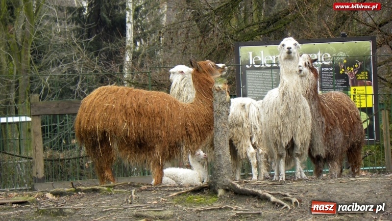 Zdjęcie w galerii na portalu naszraciborz.pl: Z wizytą w śląskim zoo – ferie z biblioteką wiadomości z regionu