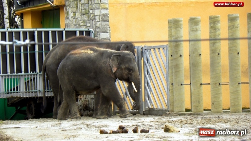 Zdjęcie w galerii na portalu naszraciborz.pl: Z wizytą w śląskim zoo – ferie z biblioteką wiadomości z regionu