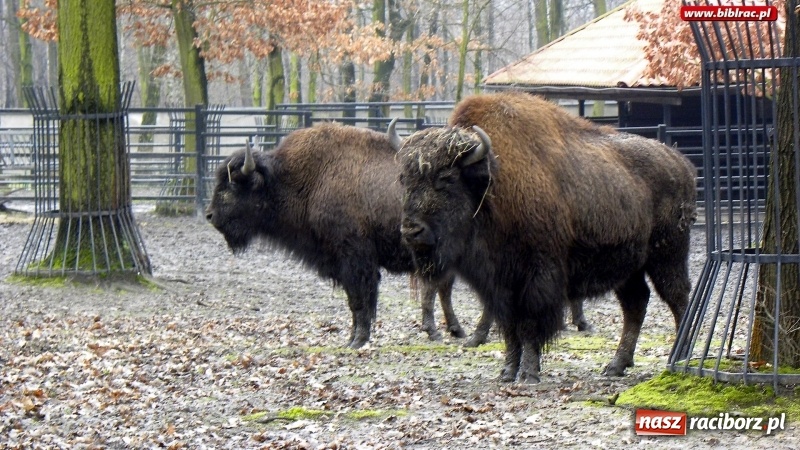 Zdjęcie w galerii na portalu naszraciborz.pl: Z wizytą w śląskim zoo – ferie z biblioteką wiadomości z regionu