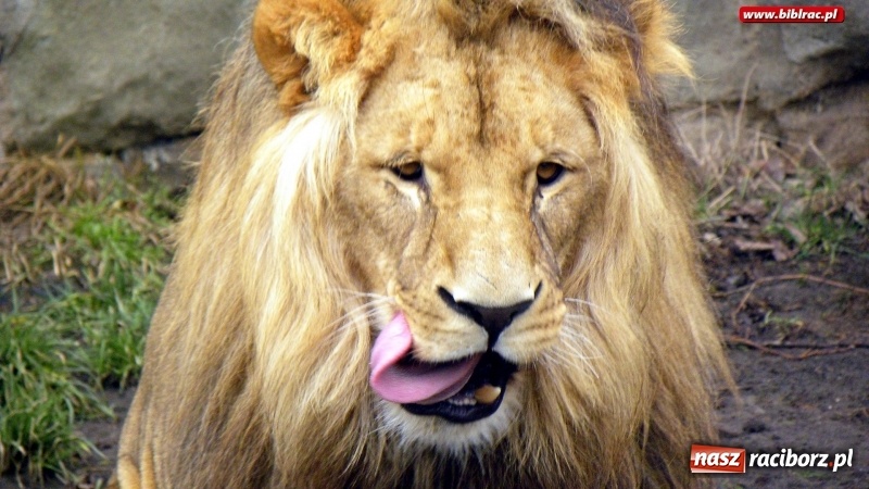 Zdjęcie w galerii na portalu naszraciborz.pl: Z wizytą w śląskim zoo – ferie z biblioteką wiadomości z regionu