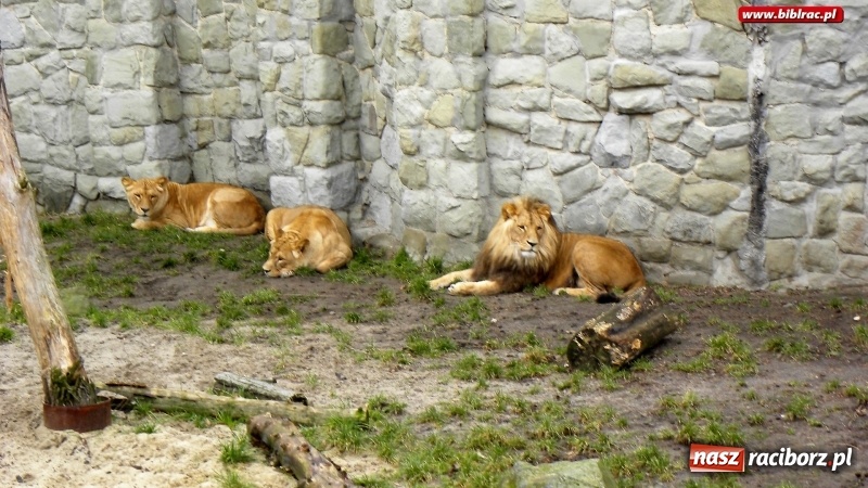 Zdjęcie w galerii na portalu naszraciborz.pl: Z wizytą w śląskim zoo – ferie z biblioteką wiadomości z regionu