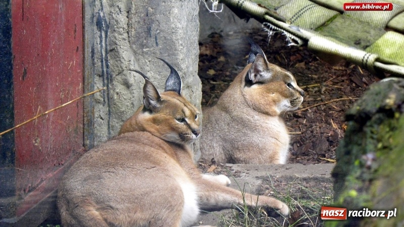 Zdjęcie w galerii na portalu naszraciborz.pl: Z wizytą w śląskim zoo – ferie z biblioteką wiadomości z regionu