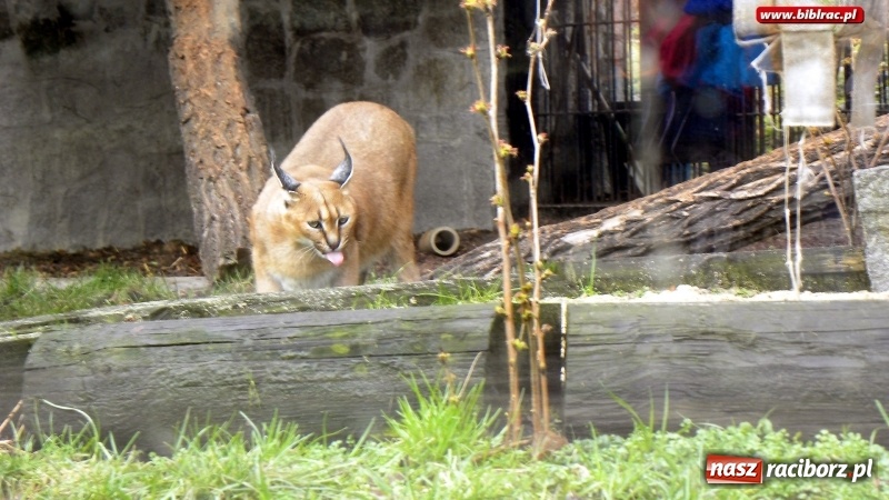 Zdjęcie w galerii na portalu naszraciborz.pl: Z wizytą w śląskim zoo – ferie z biblioteką wiadomości z regionu