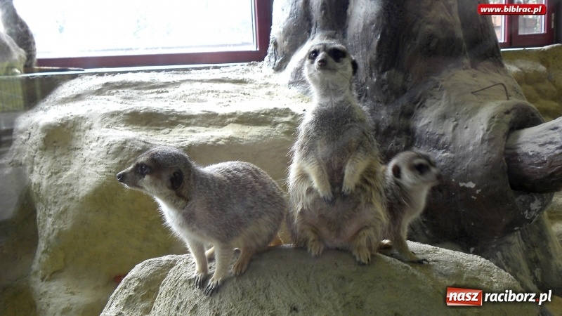 Zdjęcie w galerii na portalu naszraciborz.pl: Z wizytą w śląskim zoo – ferie z biblioteką wiadomości z regionu