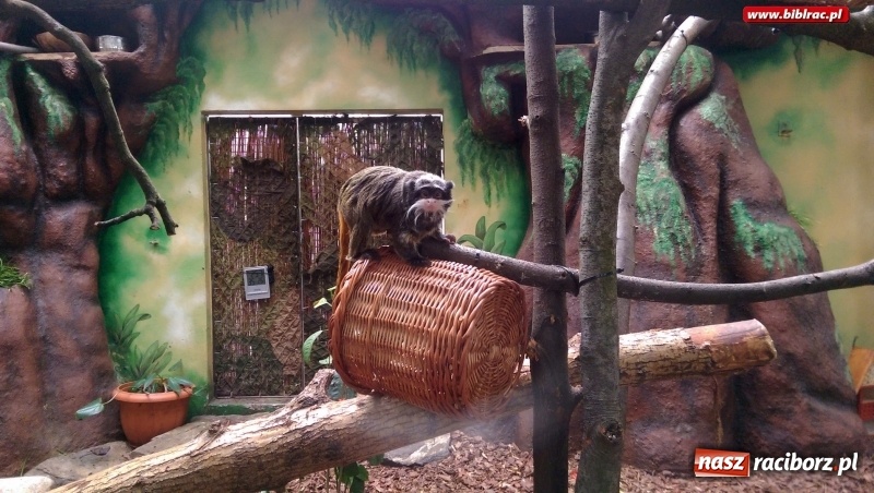 Zdjęcie w galerii na portalu naszraciborz.pl: Z wizytą w śląskim zoo – ferie z biblioteką wiadomości z regionu