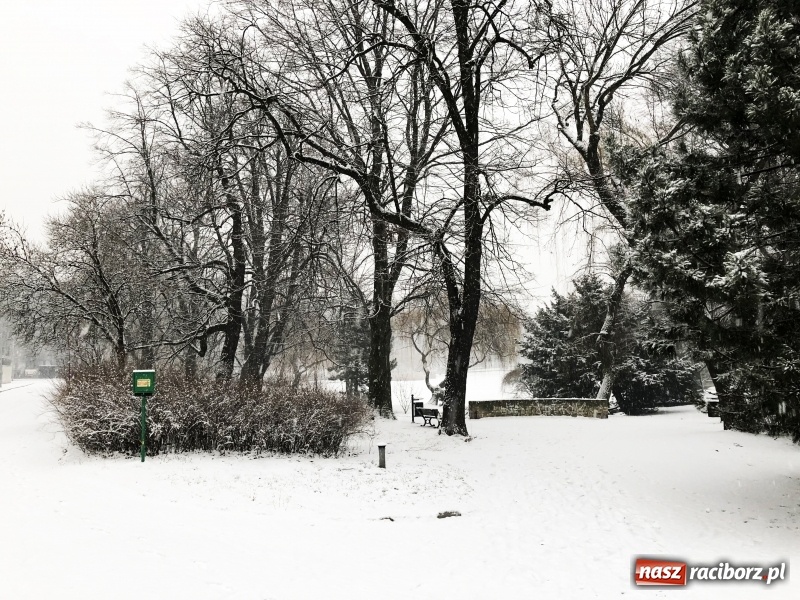 Zdjęcie w galerii na portalu naszraciborz.pl: Zima zawitała do Raciborza. Zobacz, jak miasto prezentuje się w śnieżnej scenerii  wiadomości z regionu