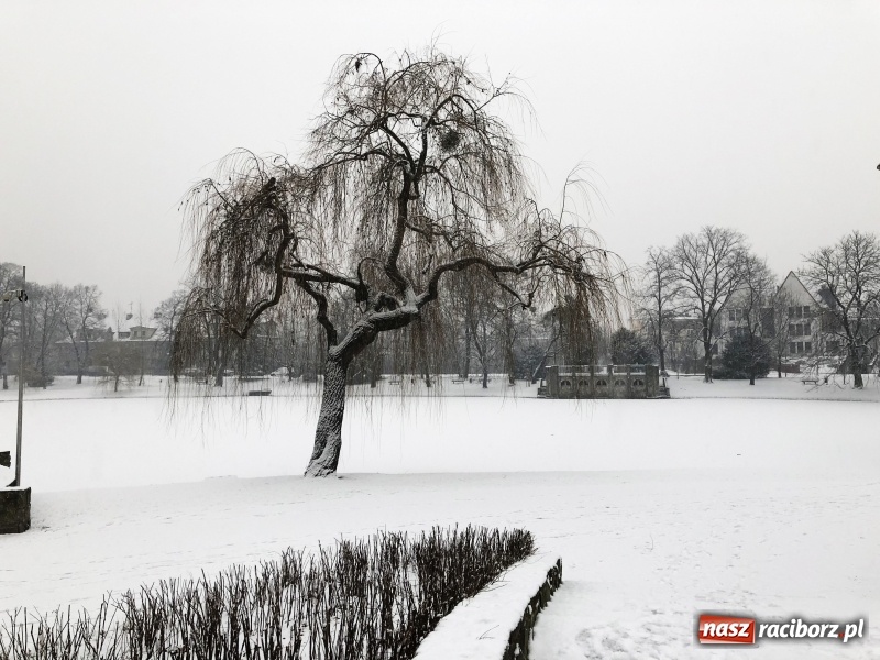 Zdjęcie w galerii na portalu naszraciborz.pl: Zima zawitała do Raciborza. Zobacz, jak miasto prezentuje się w śnieżnej scenerii  wiadomości z regionu