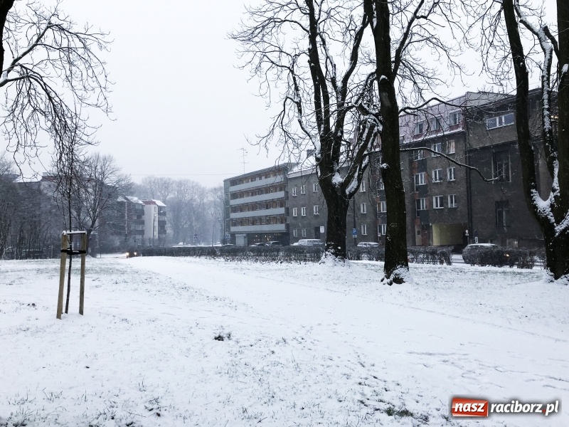 Zdjęcie w galerii na portalu naszraciborz.pl: Zima zawitała do Raciborza. Zobacz, jak miasto prezentuje się w śnieżnej scenerii  wiadomości z regionu