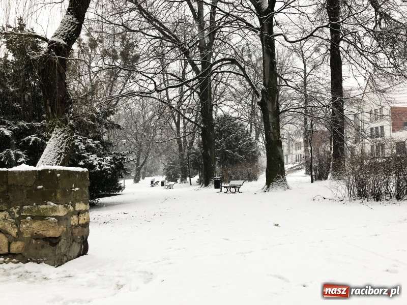 Zdjęcie w galerii na portalu naszraciborz.pl: Zima zawitała do Raciborza. Zobacz, jak miasto prezentuje się w śnieżnej scenerii  wiadomości z regionu