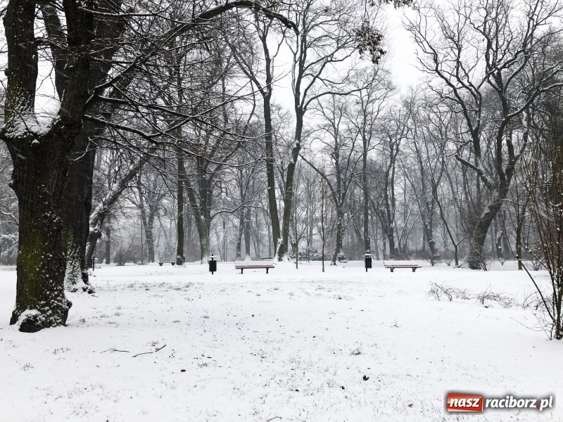 Zdjęcie w galerii na portalu naszraciborz.pl: Zima zawitała do Raciborza. Zobacz, jak miasto prezentuje się w śnieżnej scenerii  wiadomości z regionu