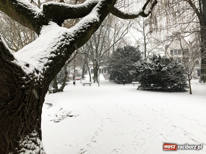 Zdjęcie w galerii na portalu naszraciborz.pl: Zima zawitała do Raciborza. Zobacz, jak miasto prezentuje się w śnieżnej scenerii  wiadomości z regionu