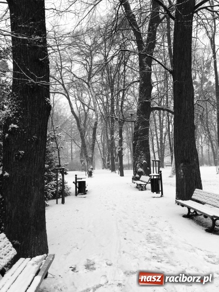 Zdjęcie w galerii na portalu naszraciborz.pl: Zima zawitała do Raciborza. Zobacz, jak miasto prezentuje się w śnieżnej scenerii  wiadomości z regionu