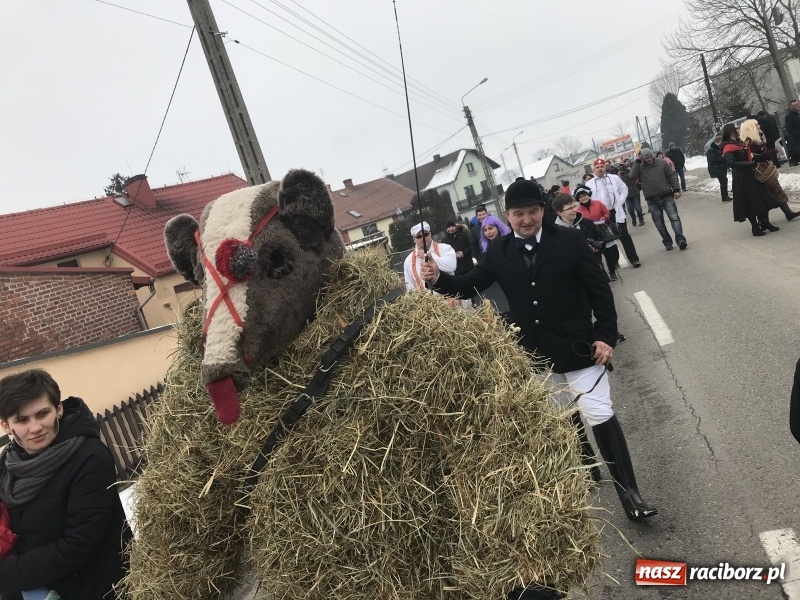Zdjęcie w galerii na portalu naszraciborz.pl: Samborowicki tanzbär na koniec karnawału FOTO i WIDEO wiadomości z regionu