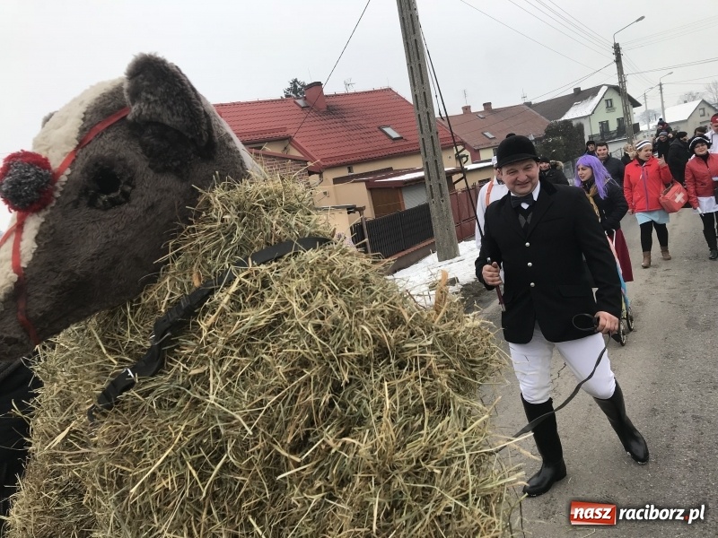 Zdjęcie w galerii na portalu naszraciborz.pl: Samborowicki tanzbär na koniec karnawału FOTO i WIDEO wiadomości z regionu
