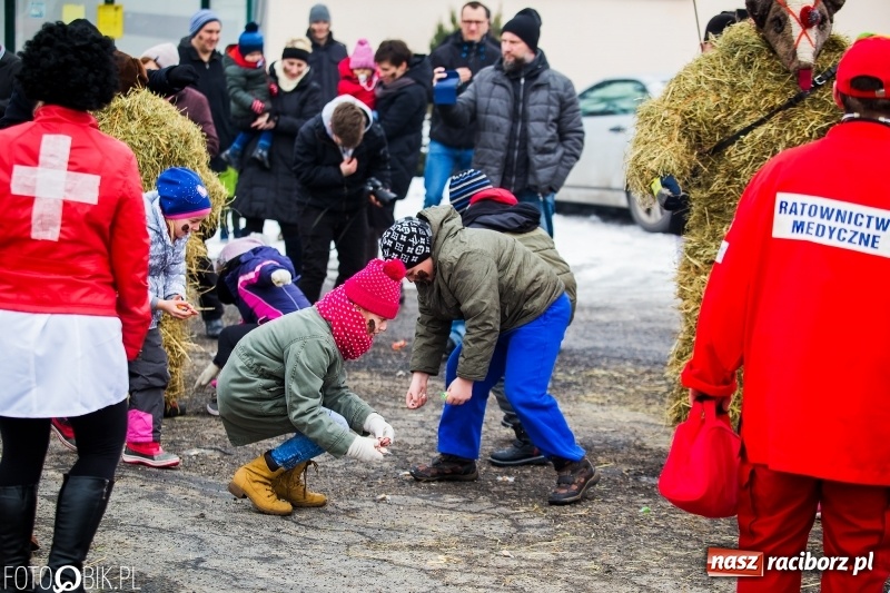 Zdjęcie w galerii na portalu naszraciborz.pl: Samborowicki tanzbär na koniec karnawału FOTO i WIDEO wiadomości z regionu