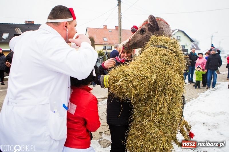 Zdjęcie w galerii na portalu naszraciborz.pl: Samborowicki tanzbär na koniec karnawału FOTO i WIDEO wiadomości z regionu