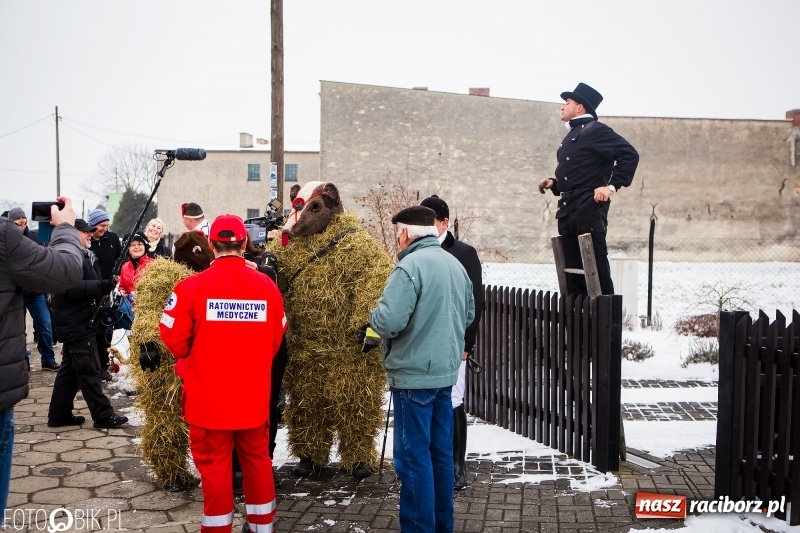 Zdjęcie w galerii na portalu naszraciborz.pl: Samborowicki tanzbär na koniec karnawału FOTO i WIDEO wiadomości z regionu